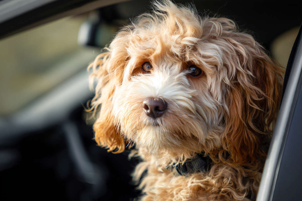 Cachorro de Cobberdog durmiendo plácidamente en su transportín con la puerta abierta