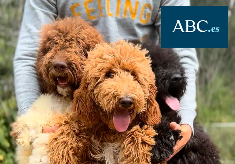 ABC.es menciona a Labradoodle Maravilla