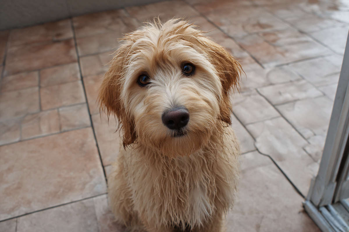 Primer plano de un Cobberdog olfateando en un paseo matutino